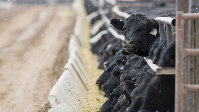 The Environmental Benefits of Reducing Dairy 1 The Environmental Benefits of Reducing Dairy 1