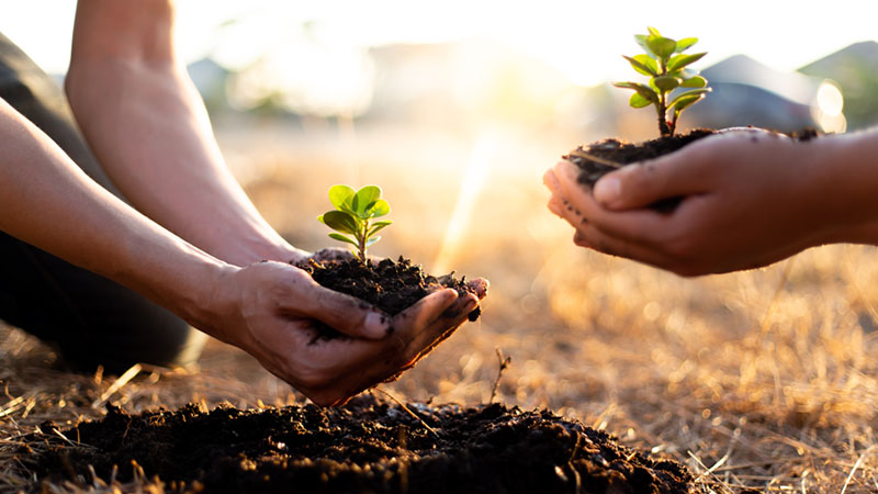 14 Eco-Friendly and Sustainable Gift Ideas 6 sustainable gift ideas tree