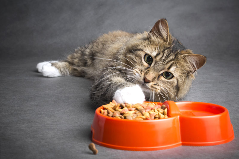 7 Eco-Friendly Pet Product Must-Haves 2 eco friendly pet food