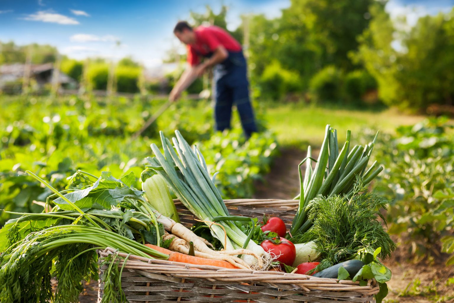 The Sustainability Benefits of Gardening Tamborasi