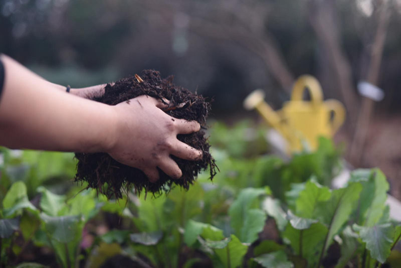 The Sustainability Benefits of Gardening 2 The Sustainability Benefits of Gardening 2