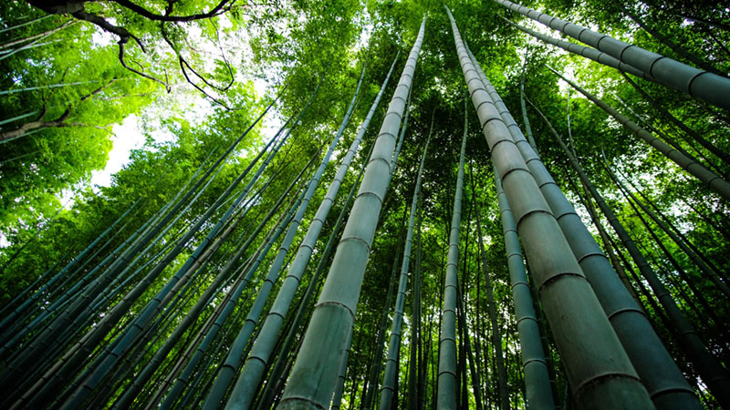 bamboo is eco friendly 2