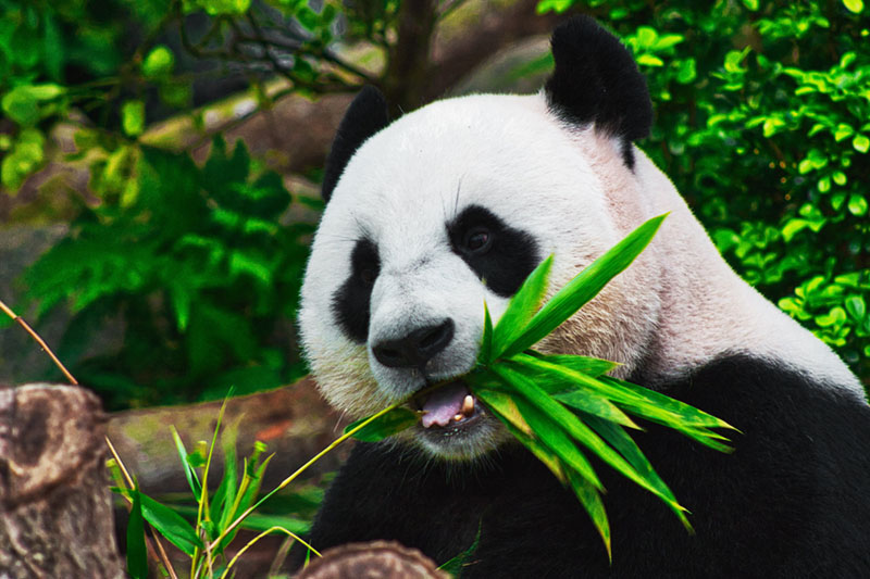 bamboo is eco-friendly panda