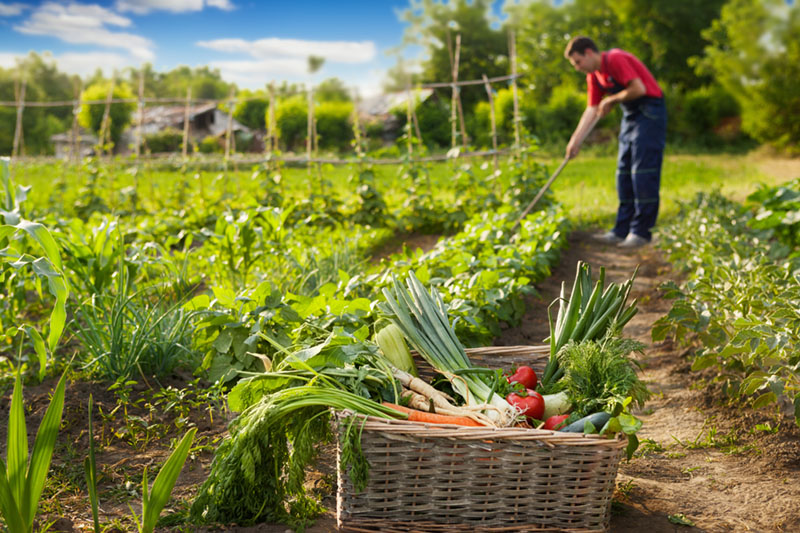  Self-Sufficient Lifestyle garden