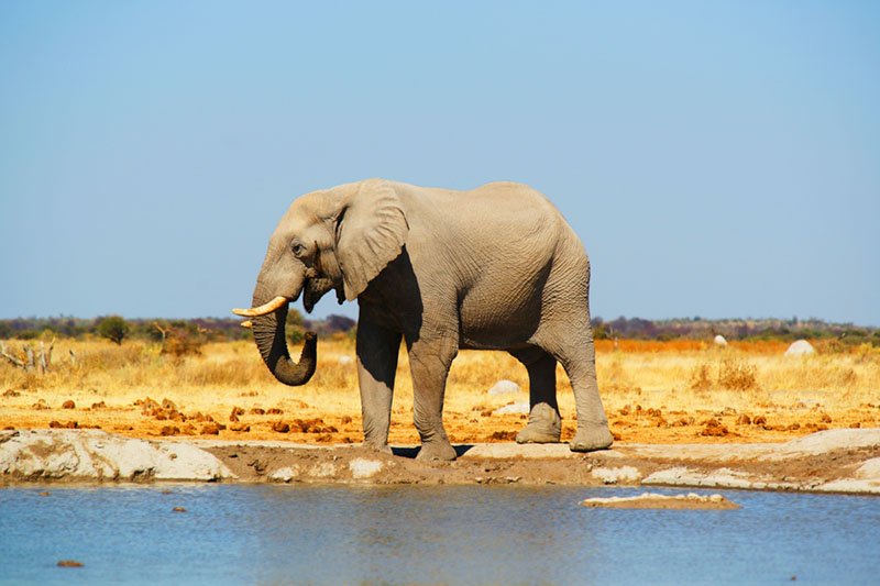 botswana eco tourism