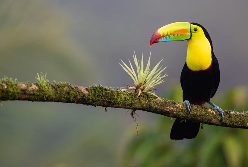 9 Eco-Tourism Destinations to Sustainably Cure Your Travel Bug 7 costa rica eco tourism
