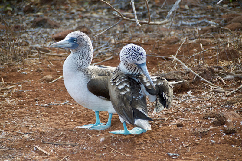 galapagos islands eco tourism