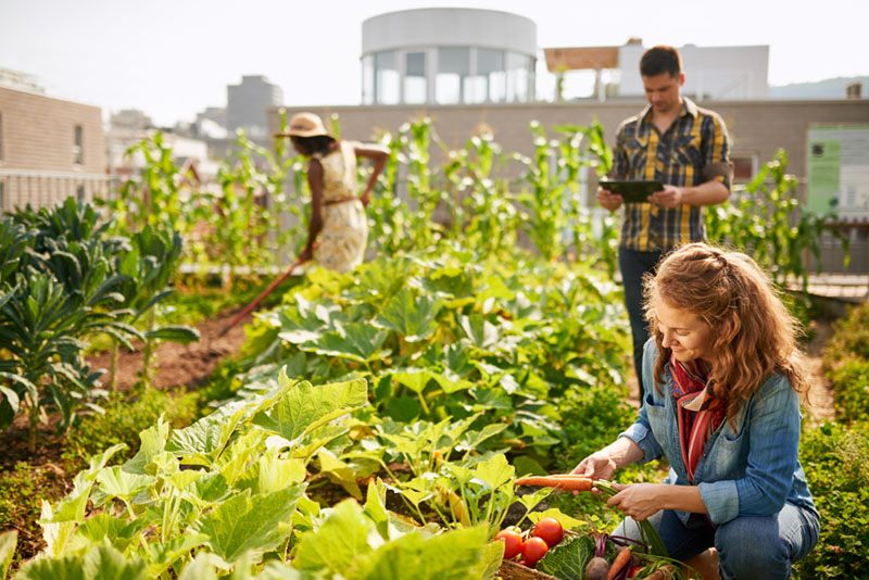 sustainable-communities-garden