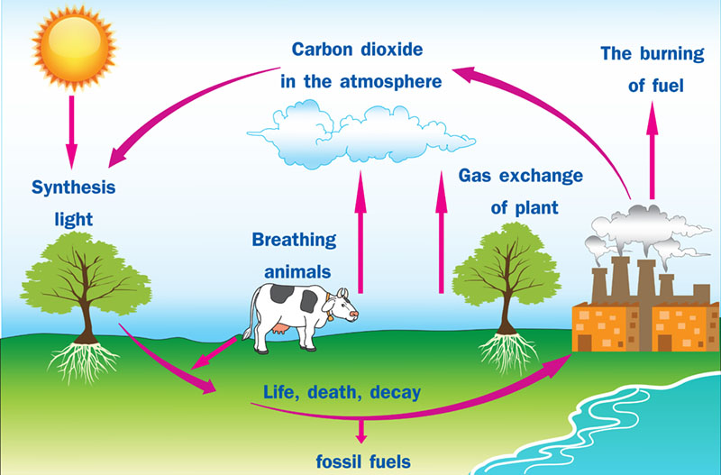 The Truth About Carbon Emissions 1 carbon cycle