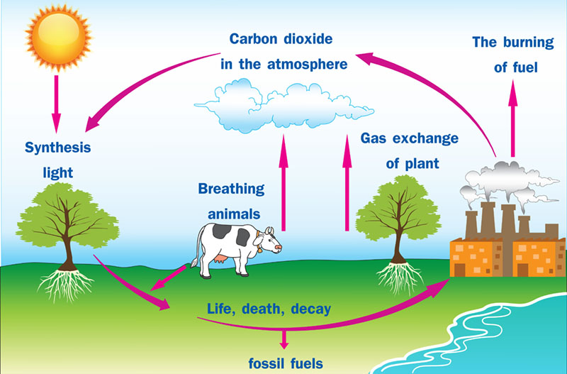 carbon cycle