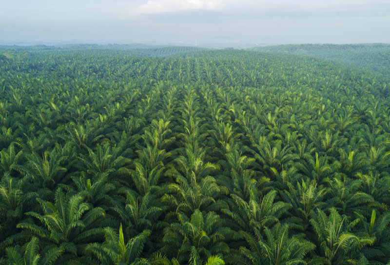 Sustainable-Palm-Oil-field