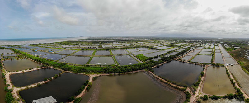 impacts eating seafood mangrove