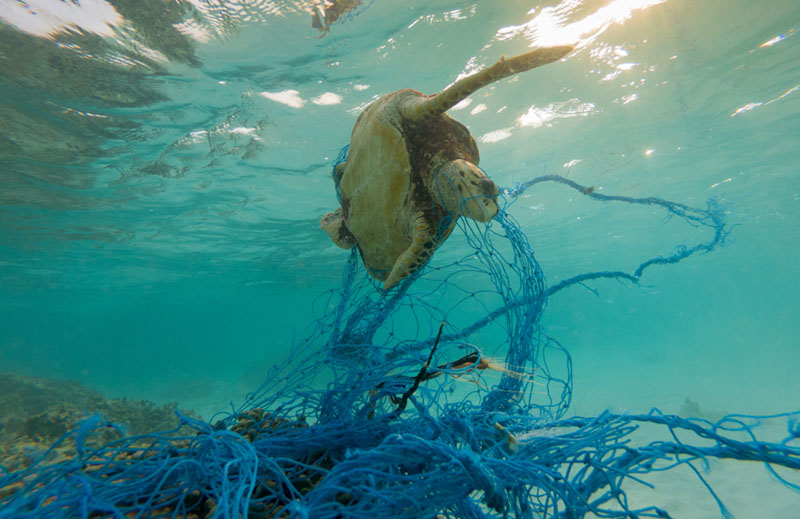 The Environmental Drawbacks of Eating Seafood 1 impacts eating seafood net pollution