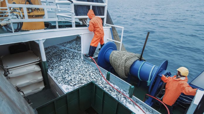 impacts eating seafood overfishing