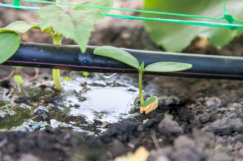 sustainable gardening drip irrigation