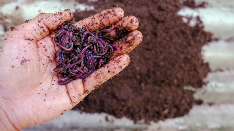 diy compost bin vermicompost