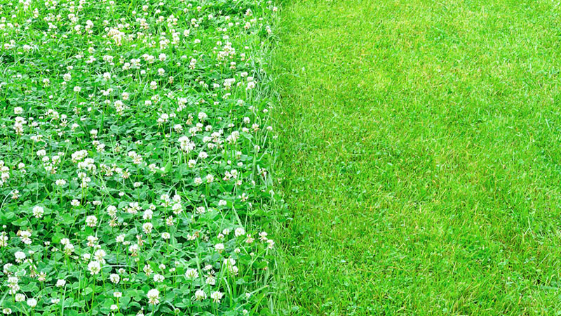 microclover lawn